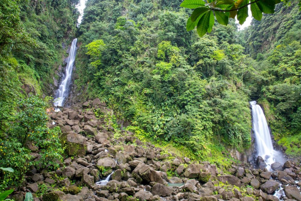 Rainforest Waterfalls