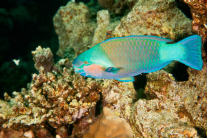Parrotfish Diving Dominica