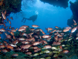 Scuba Diving Dominica