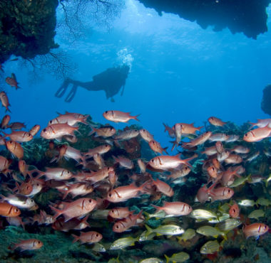 Scuba Diving Dominica