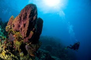 Coral Diving Caribbean