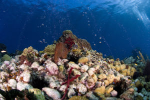 Caribbean Diving Coral