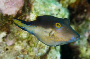 Caribbean Diving Fish