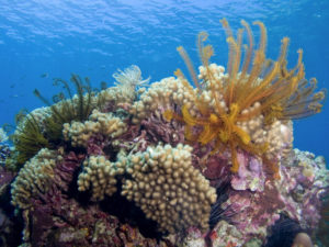 Scuba Diving Coral