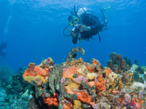 Diving Dominica Coral